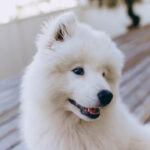 Samoyed ซามอยด์ สุนัขสีขาวขนาดกลาง ที่ใบหน้าเต็มไปด้วยรอยยิ้ม